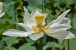 fleur-de-lotus_en-grand-format_3