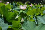 fleurs-de-lotus_bassin-naturel_1