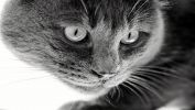 serie-one_nos-amis-les-chats_HD_7