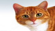 serie-one_nos-amis-les-chats_HD_9