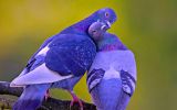 amour-couple-oiseaux