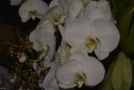 des-orchidees-rares-bouquet-blanc