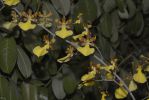 des-orchidees-rares-guirlande