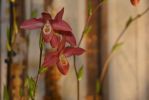 gros-plan-orchidees-exposition