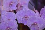 macro-phot-des-orchidees-rares