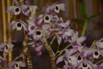 orchidees-exposition
