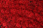 tapis-de-roses-rouges_saint-valentin