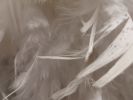 decoration-plumes-gratuit-noel-blanc