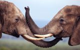 couple-elephant