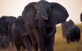 elephant-animaux-afrique