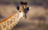 girafe-animaux-afrique