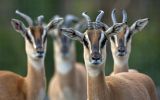 petite-gazelles-afique