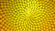 macro-photo-tournesols-fractal