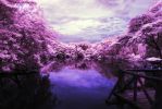 infrarouge-tons-violets