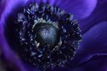 fleur-bleue-macro-phototographie
