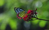 papillon-dans-la-nature