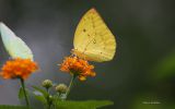 papillon-multicolore