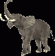 elephant03.gif