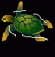 tortue05.gif